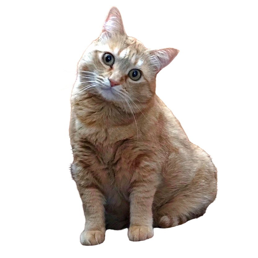 実家猫のモナ王(♂)