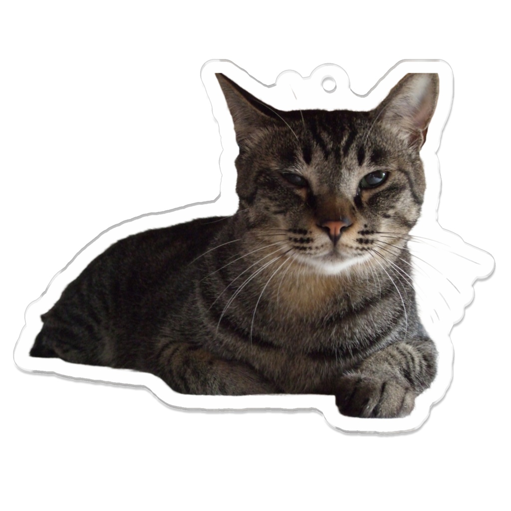 実家猫の小梅（♂）