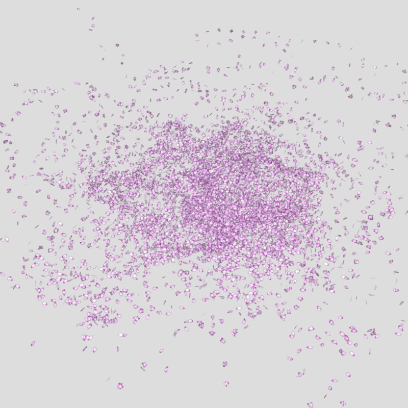 落ちた桜の花びらたち