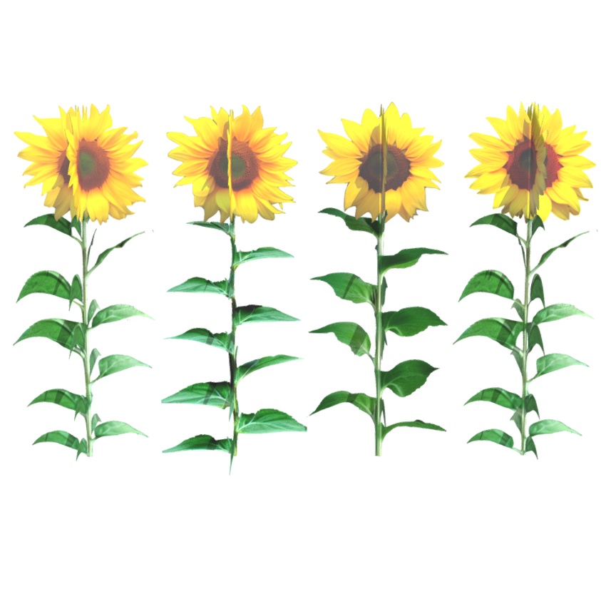 ひまわり畑(単体販売あり)(ローポリ low-poly)