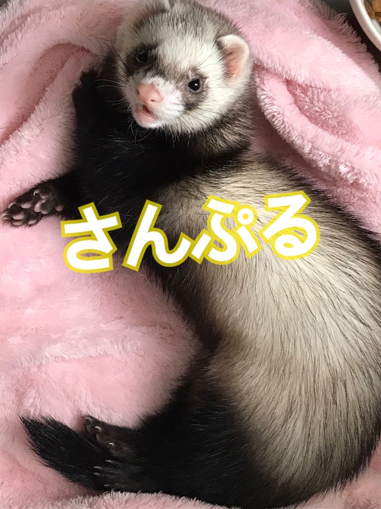 ランダム★アニマルブロマイド❣️