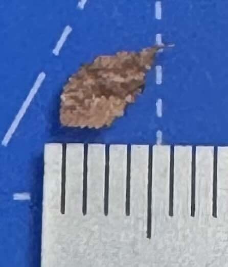 1/24ジオラマ用 レーザーカット落ち葉