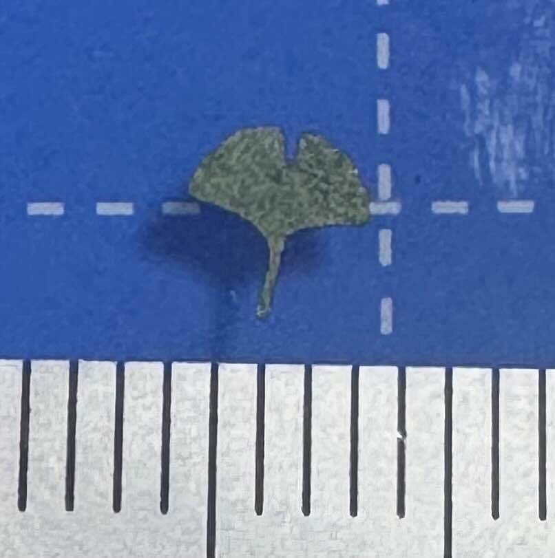 1/24ジオラマ用 レーザーカット落ち葉