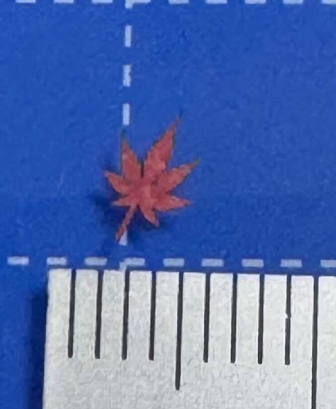 1/24ジオラマ用　レーザーカット落ち葉