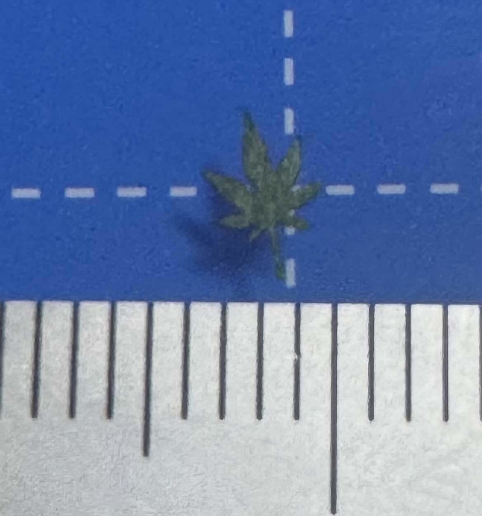 1/24ジオラマ用 レーザーカット落ち葉