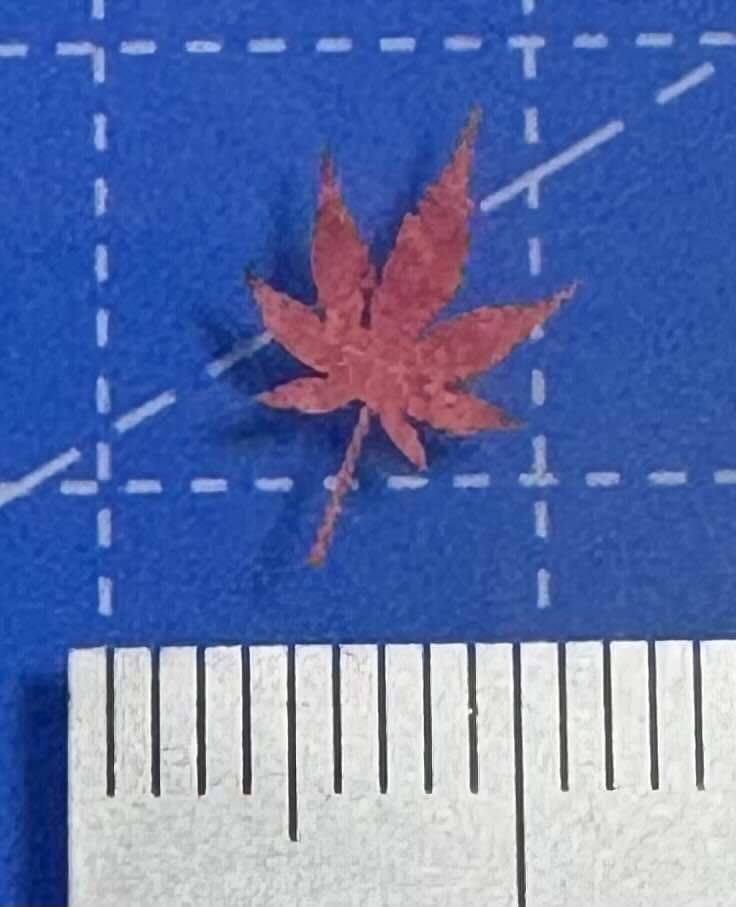 1/12 レーザーカット落ち葉