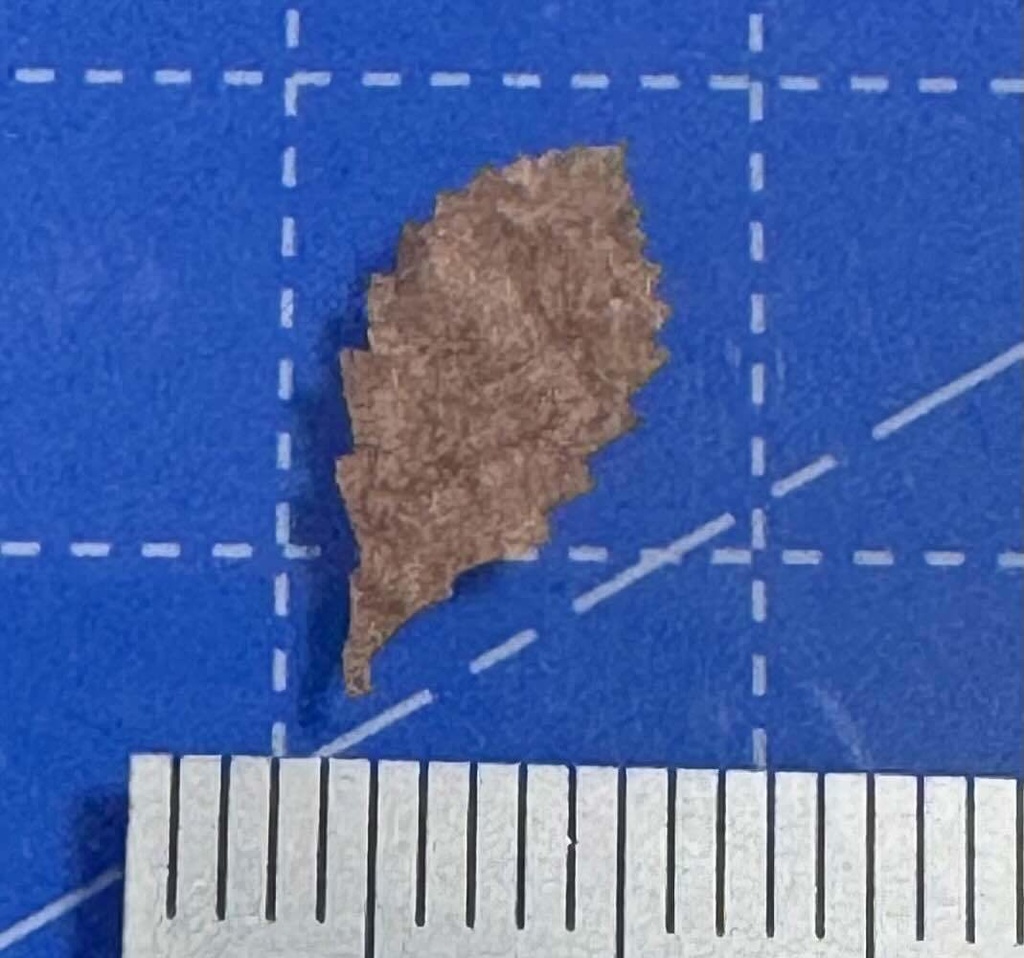 1/12 レーザーカット落ち葉