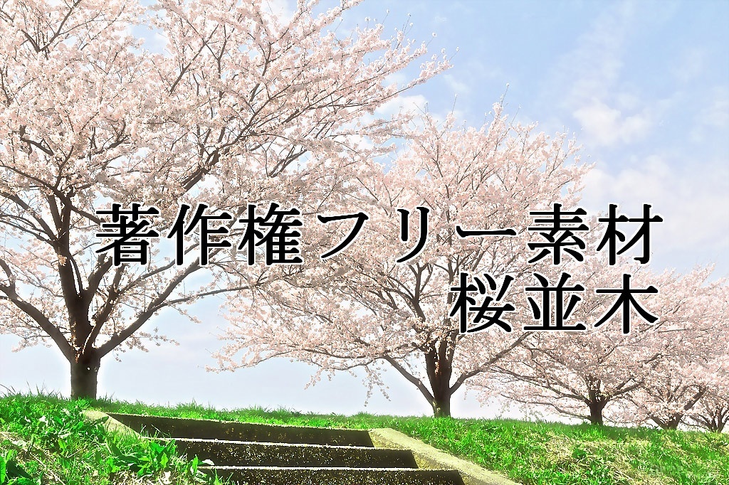 著作権フリー素材（桜並木）