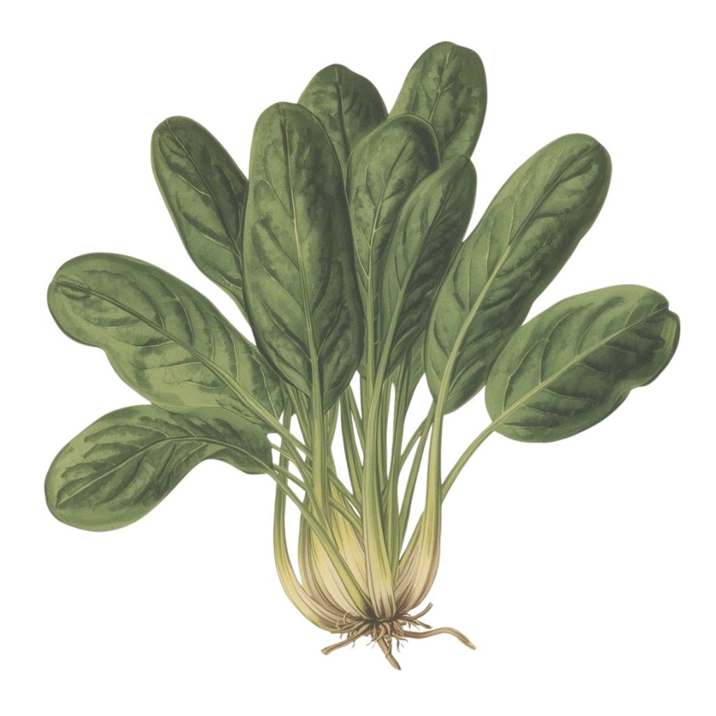 アンティーク風クリップアートセット〈冬の野菜13種類〉 Antique-Style Winter Vegetables Clip Art Collection (13 Items)