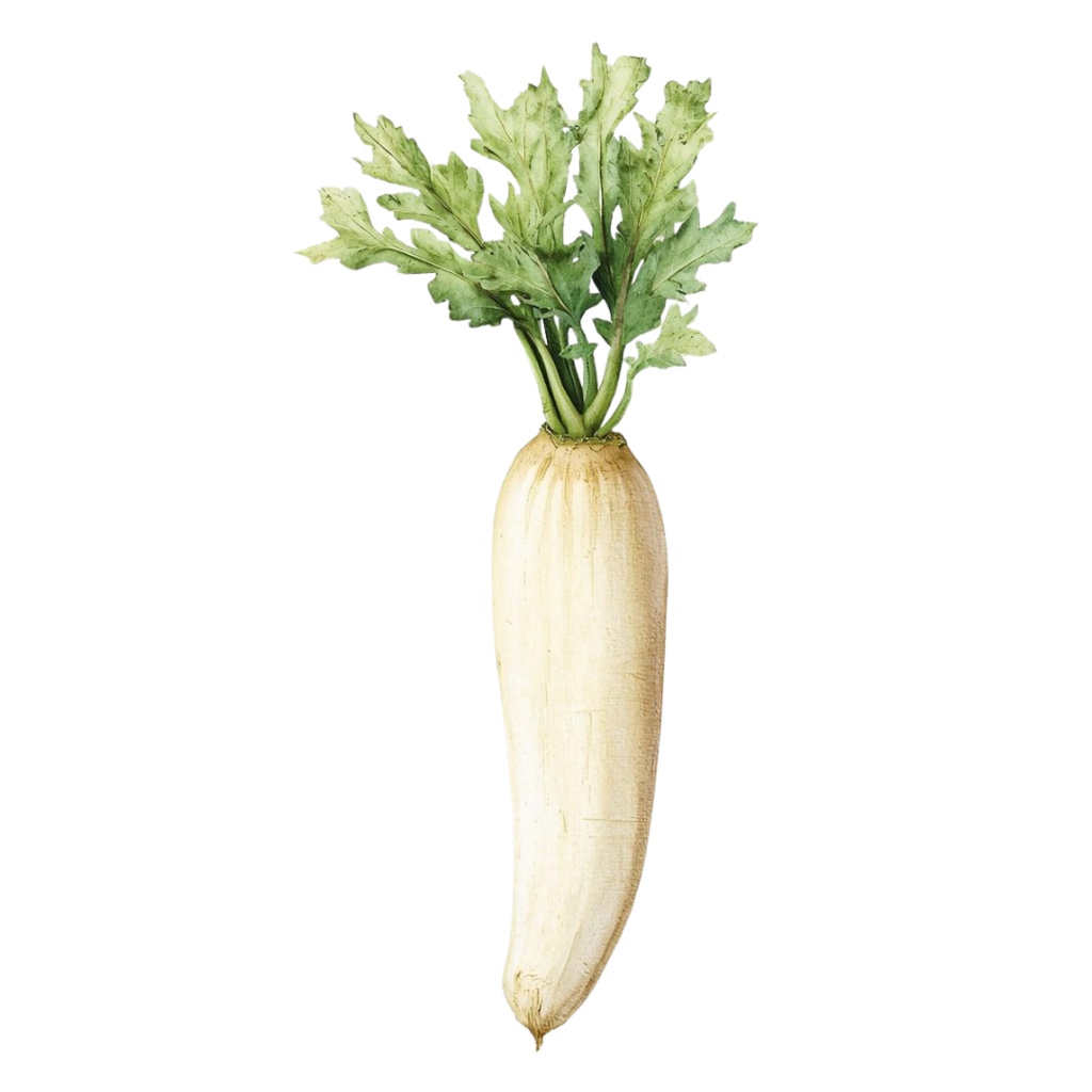 アンティーク風クリップアートセット〈冬の野菜13種類〉 Antique-Style Winter Vegetables Clip Art Collection (13 Items)