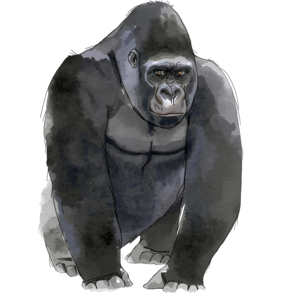 せかいのどうぶつたちClipArt(13種類)Animals of the World (13 Cliparts)