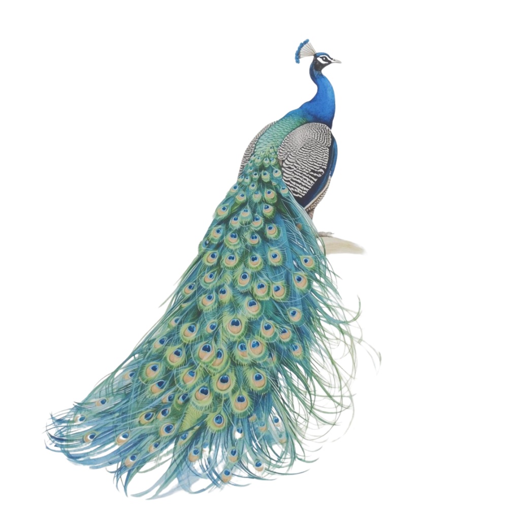 せかいのどうぶつたちClipArt(13種類)Animals of the World (13 Cliparts)