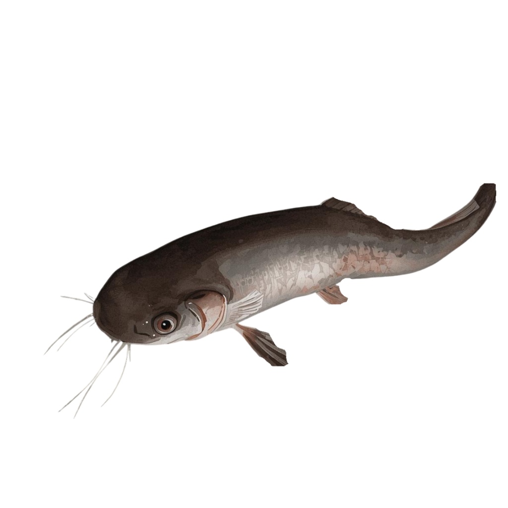 やわらか水彩・川と池のいきものたち(第1弾)14種類セット