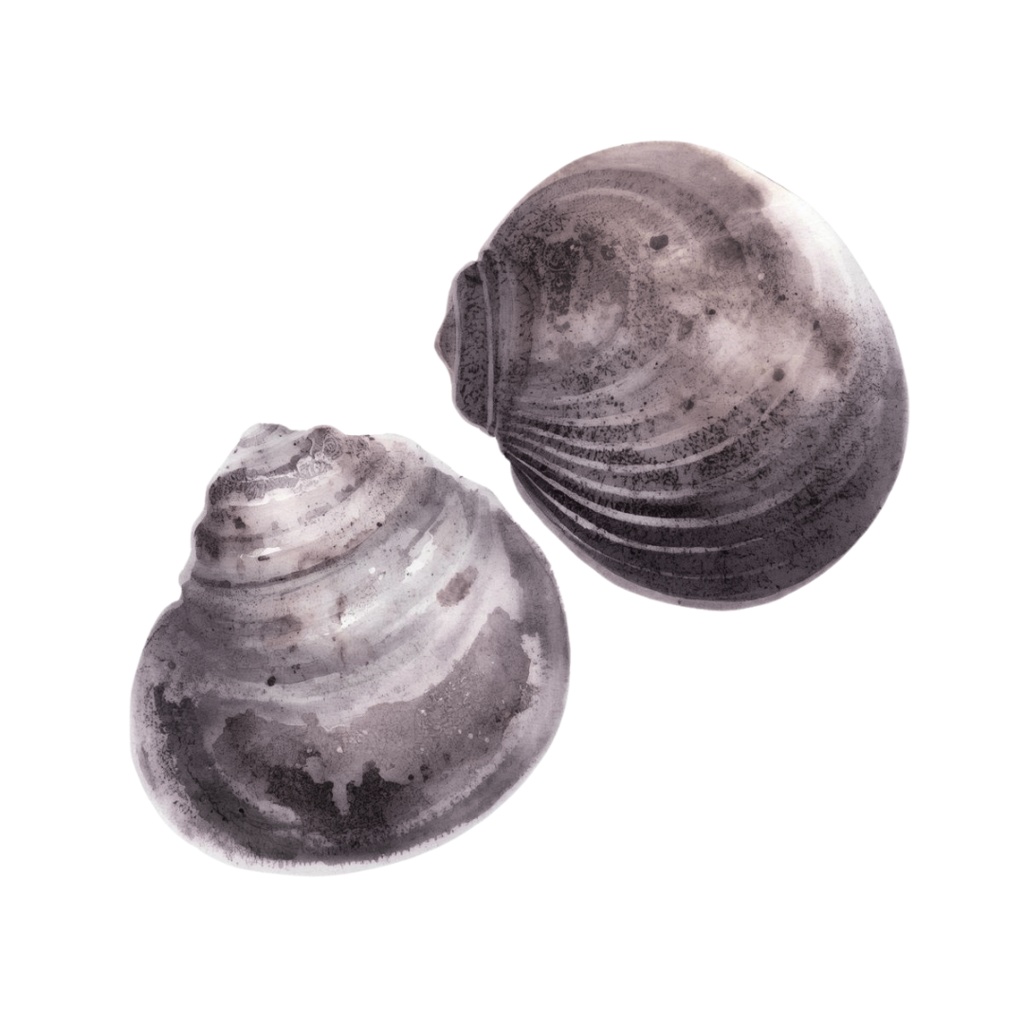 やわらか水彩・川と池のいきものたち(第1弾)14種類セット