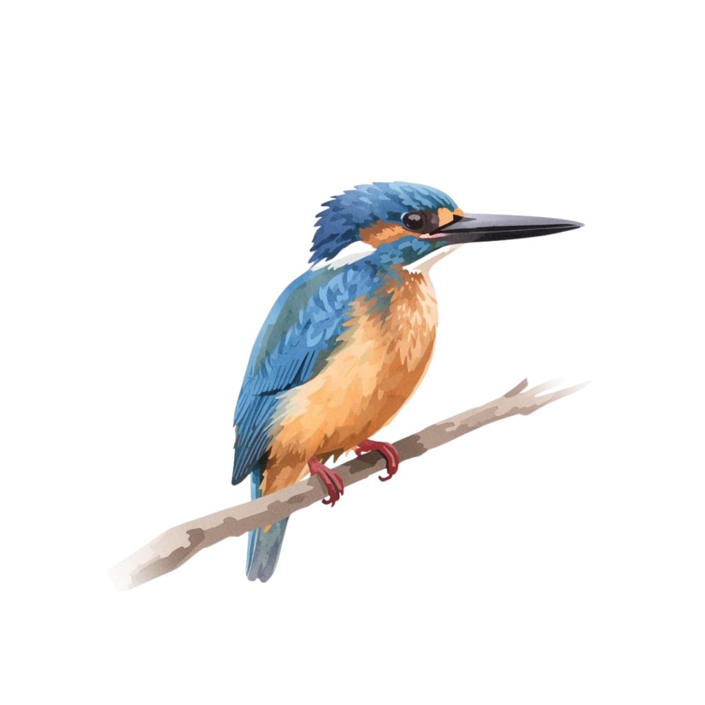 やわらか水彩・川と池のいきものたち(第1弾)14種類セット