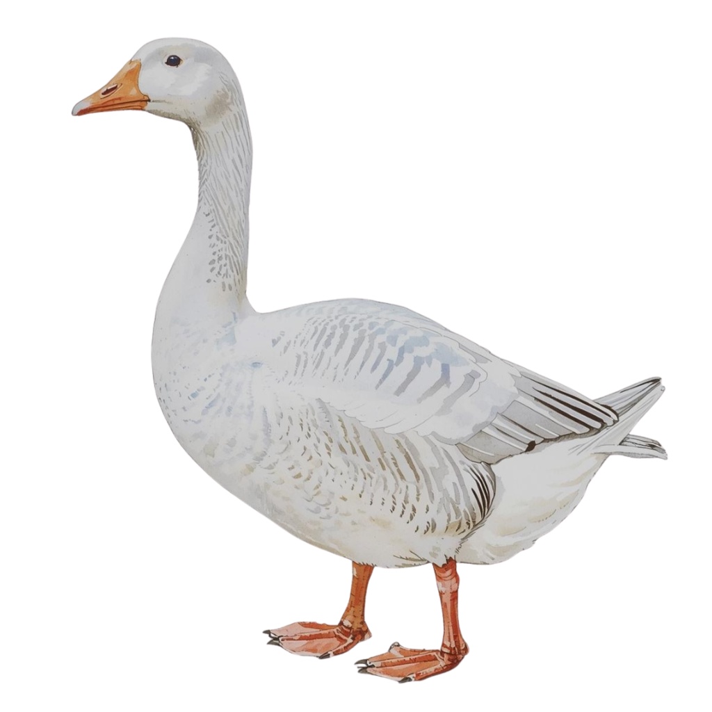 やわらか水彩・川と池のいきものたち(第2弾)13種類セット