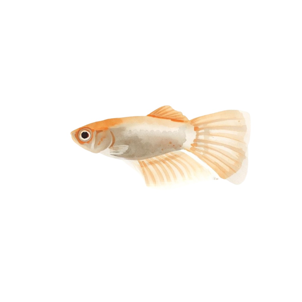 やわらか水彩・川と池のいきものたち(第2弾)13種類セット