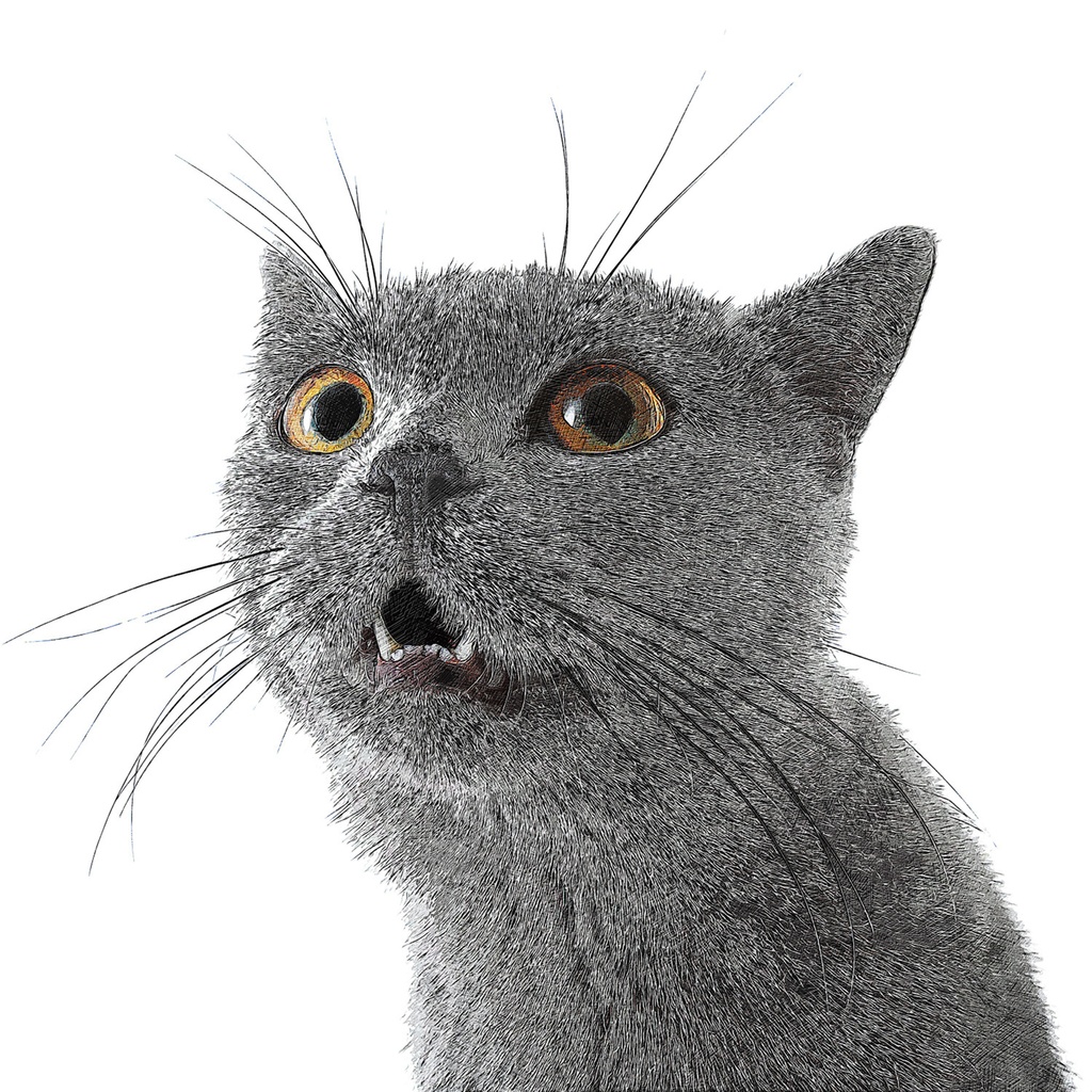 とても愛らしいシャルトリューキャット