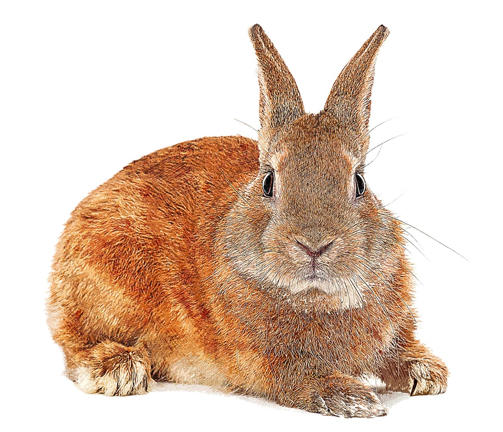 可愛すぎるアナウサギ