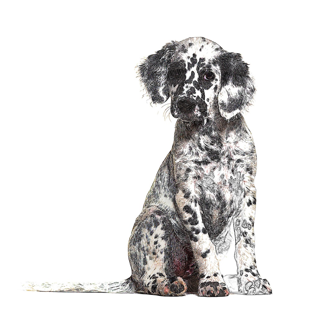 イケメンで可愛いイングリッシュセッタードッグ