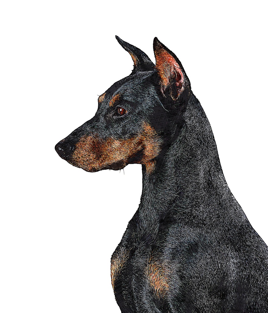 ワイルドイケメンのジャーマンピンシャードッグ