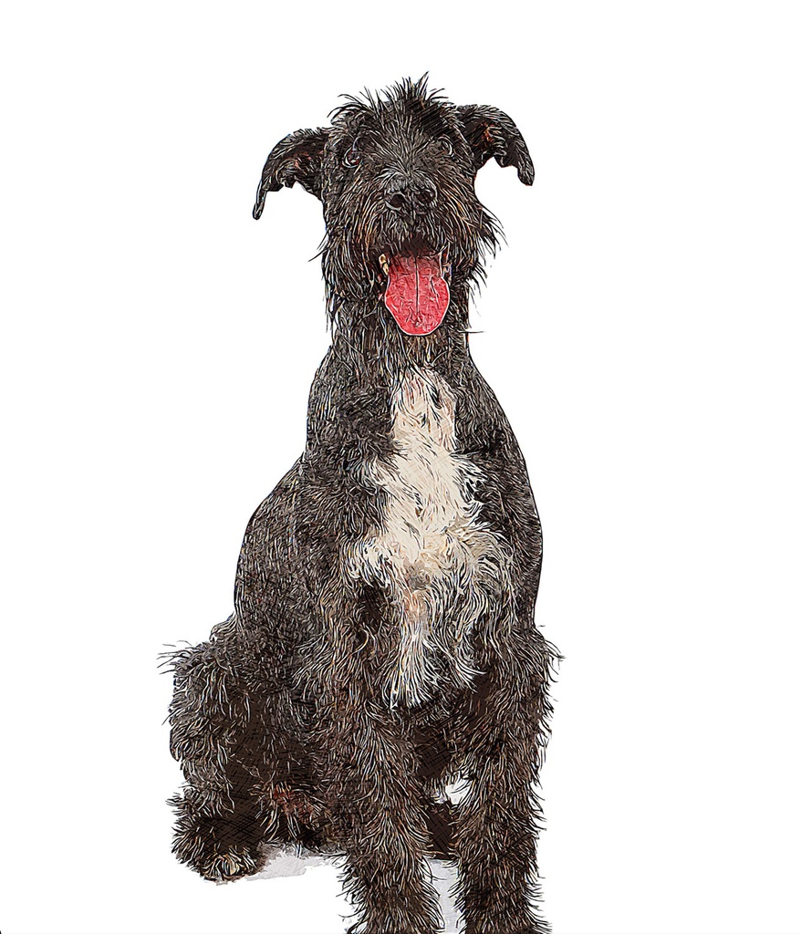 スマイルジャイアントシュナウザードッグ