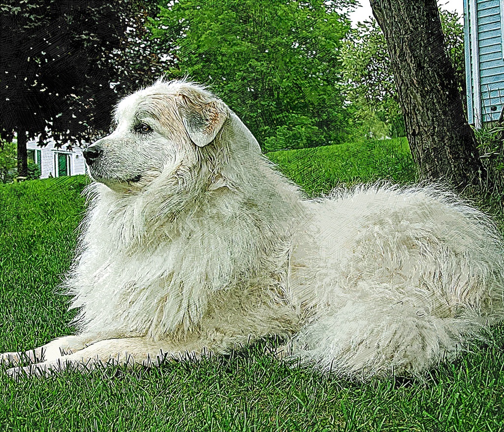 優雅なグレートピレニーズドッグ