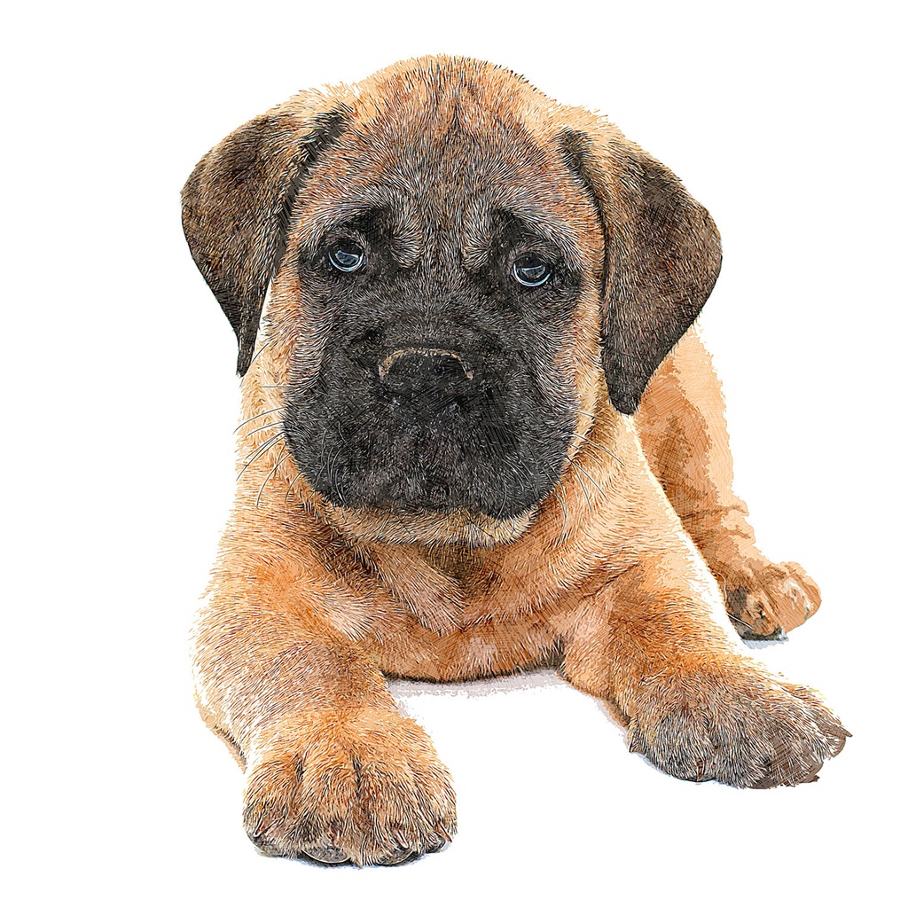 可愛すぎるブルマスティフの子犬