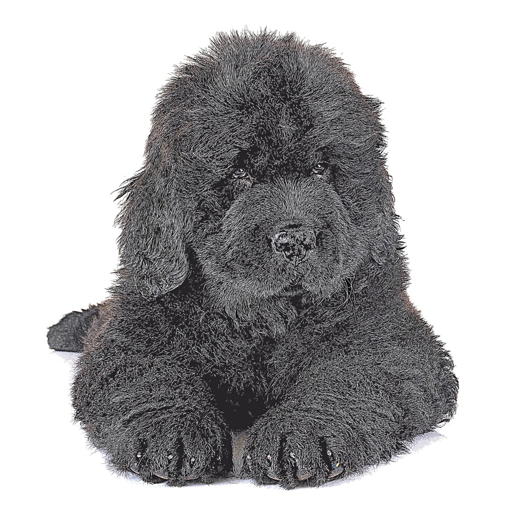 かわいいニューファンドランドドッグの子犬