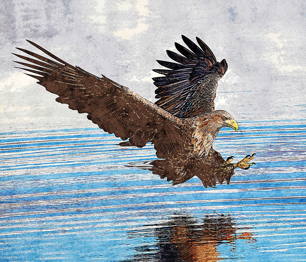 魚を狩るオジロワシ