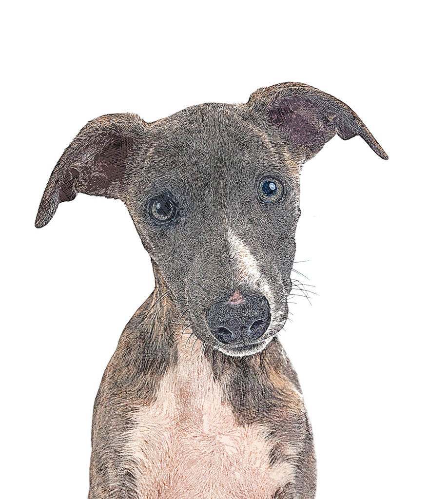 イングリッシュ・ウィペットドッグ