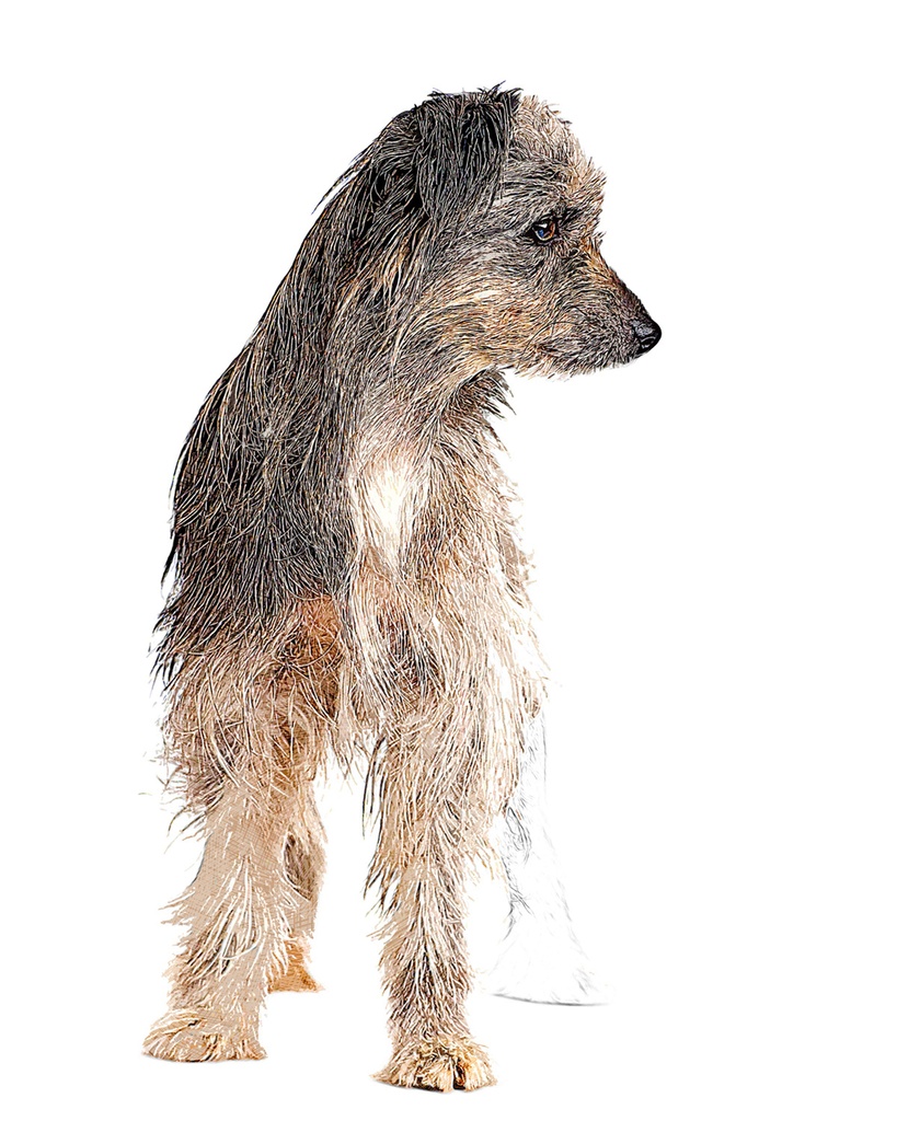 イケメンのピレニアン・シープドッグ