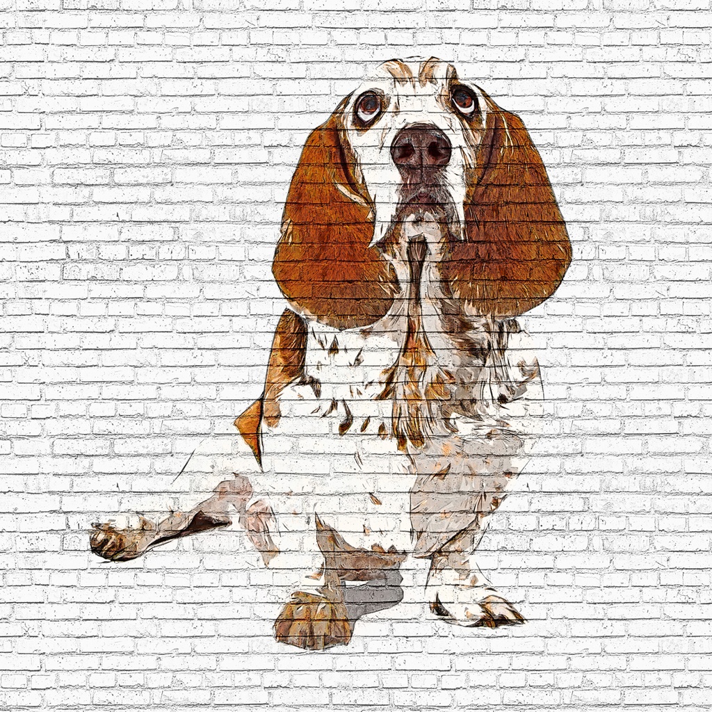 見上げるバセットハウンドドッグ - レンガ ブロック背景