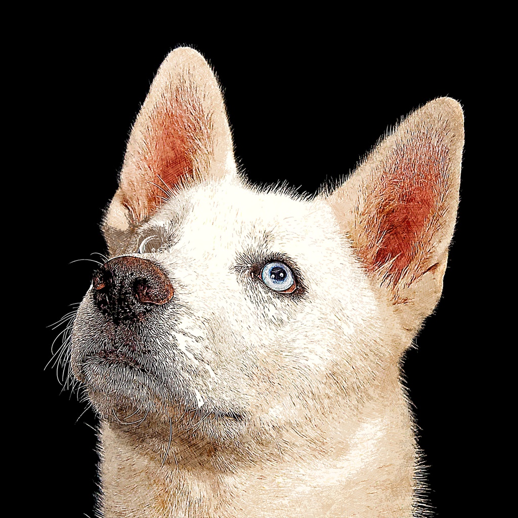 美しいホワイトシベリアンハスキー犬 cppas BOOTH