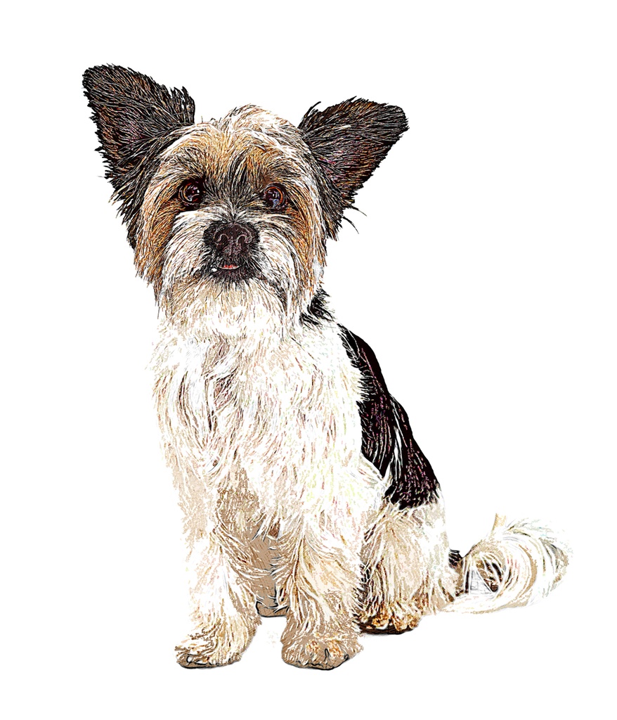 かわいいヨークシャー テリアとシーズーの混血犬