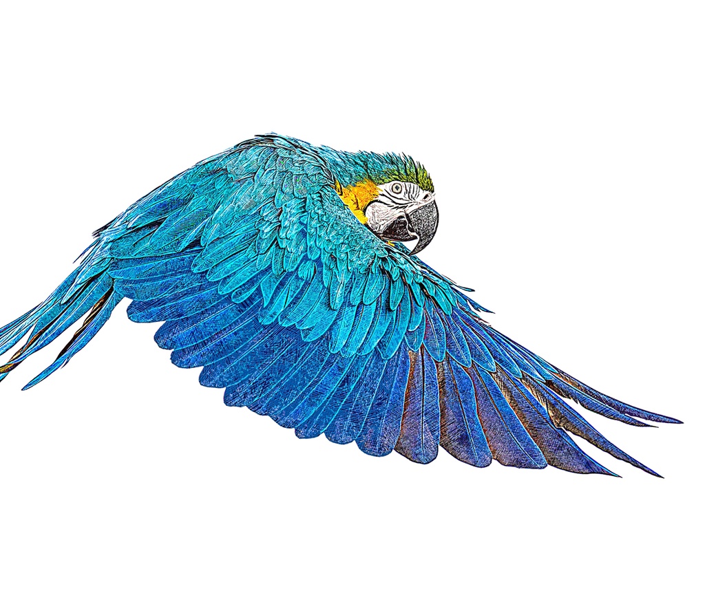 羽ばたく青と黄色のコンゴウインコ
