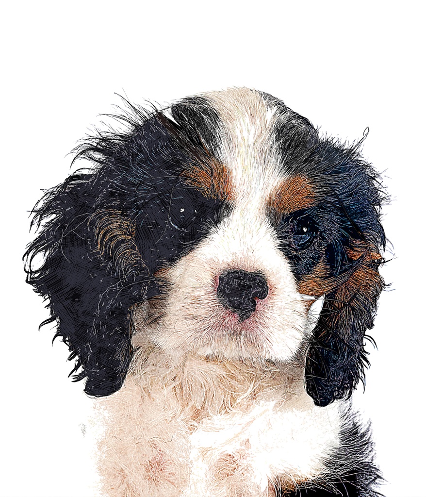 かわいいキャバリア キング チャールズ スパニエルの子犬