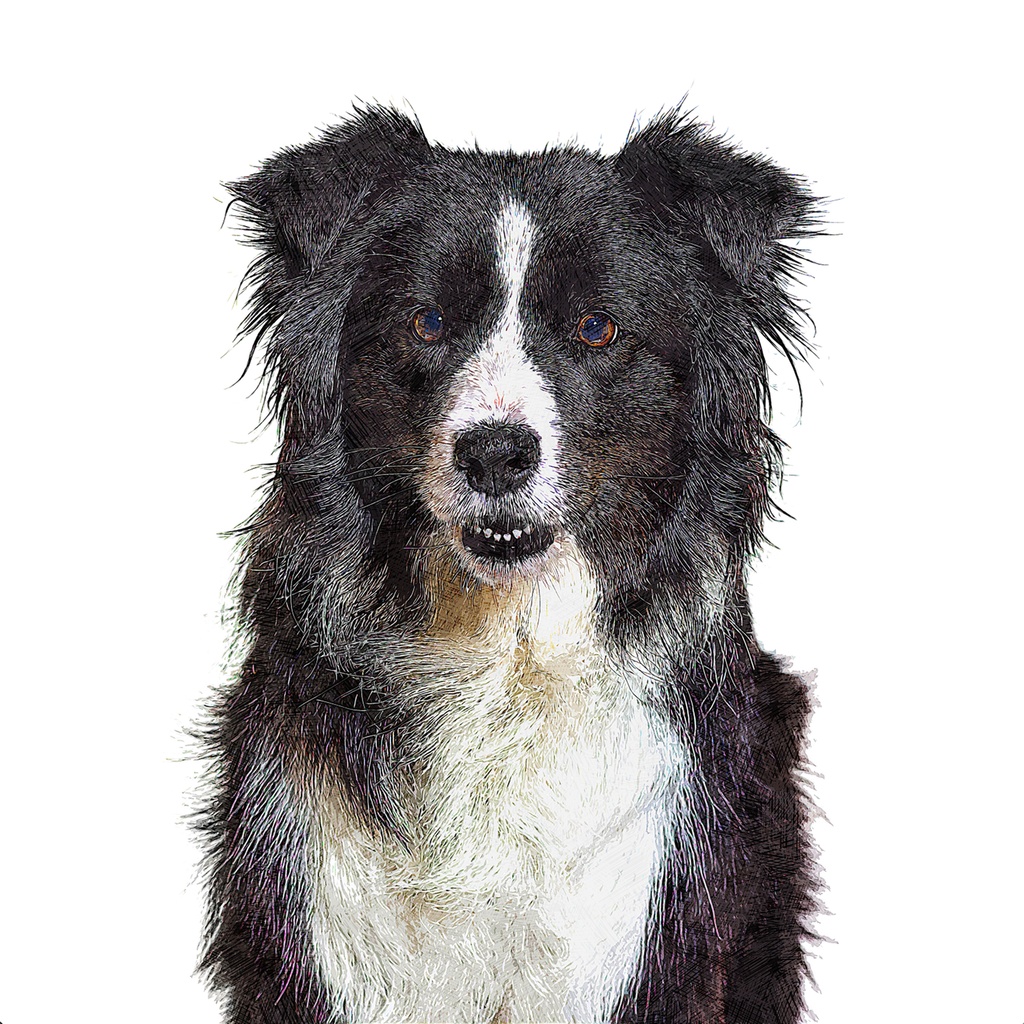 クールなボーダーコリードッグ