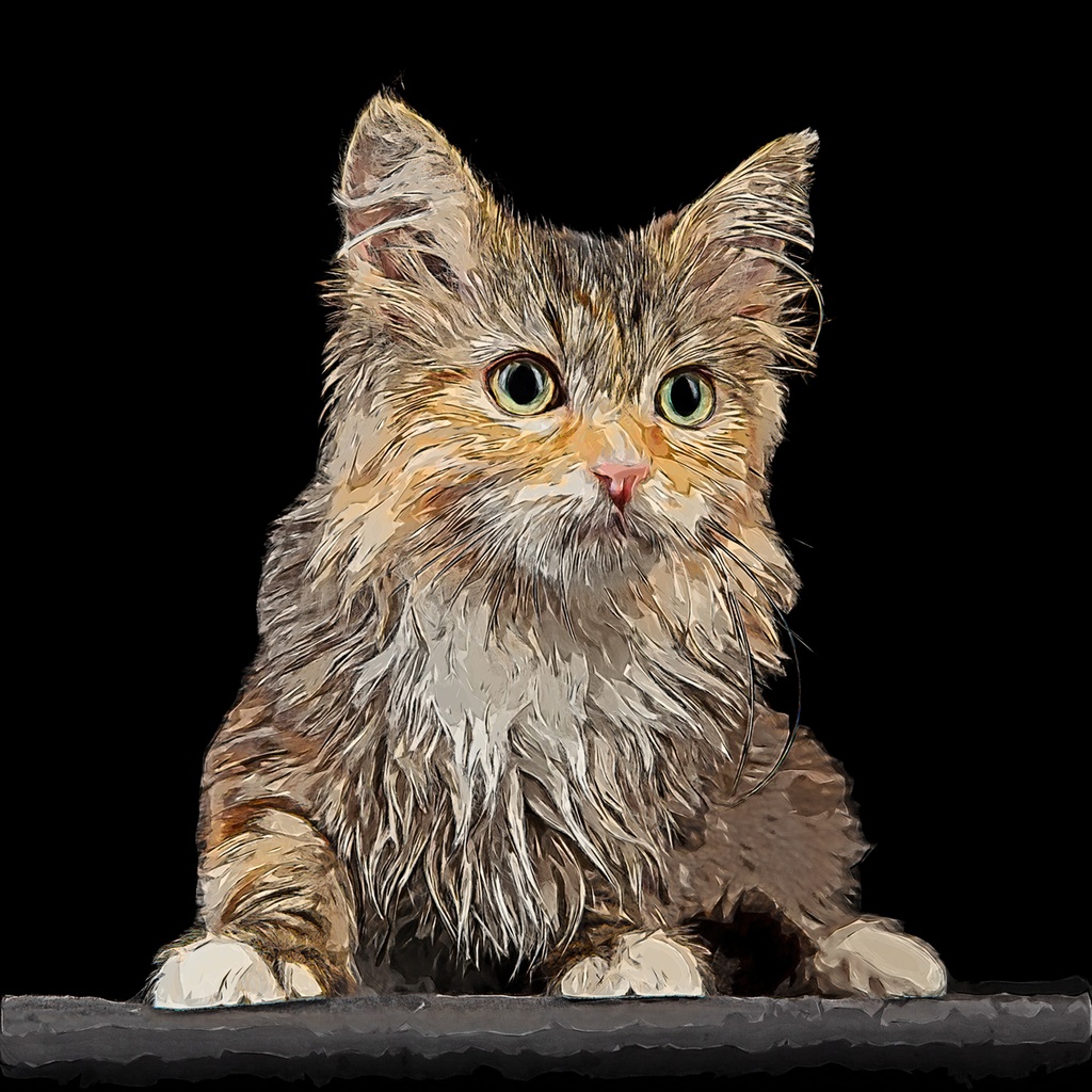 美しいシベリアンキャットの子猫