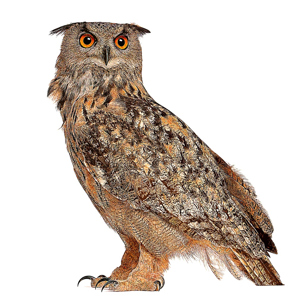 優雅なユーラシアンワシミミズク