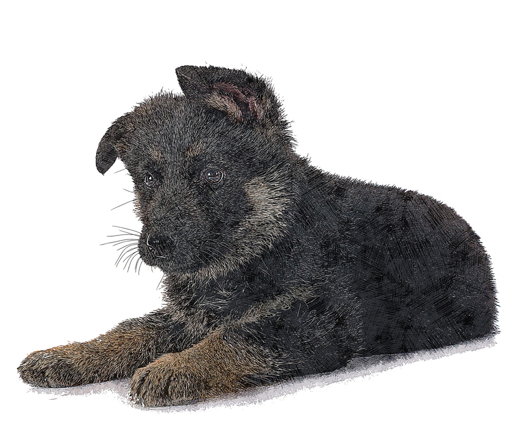 可愛すぎるジャーマンシェパードドッグの子犬