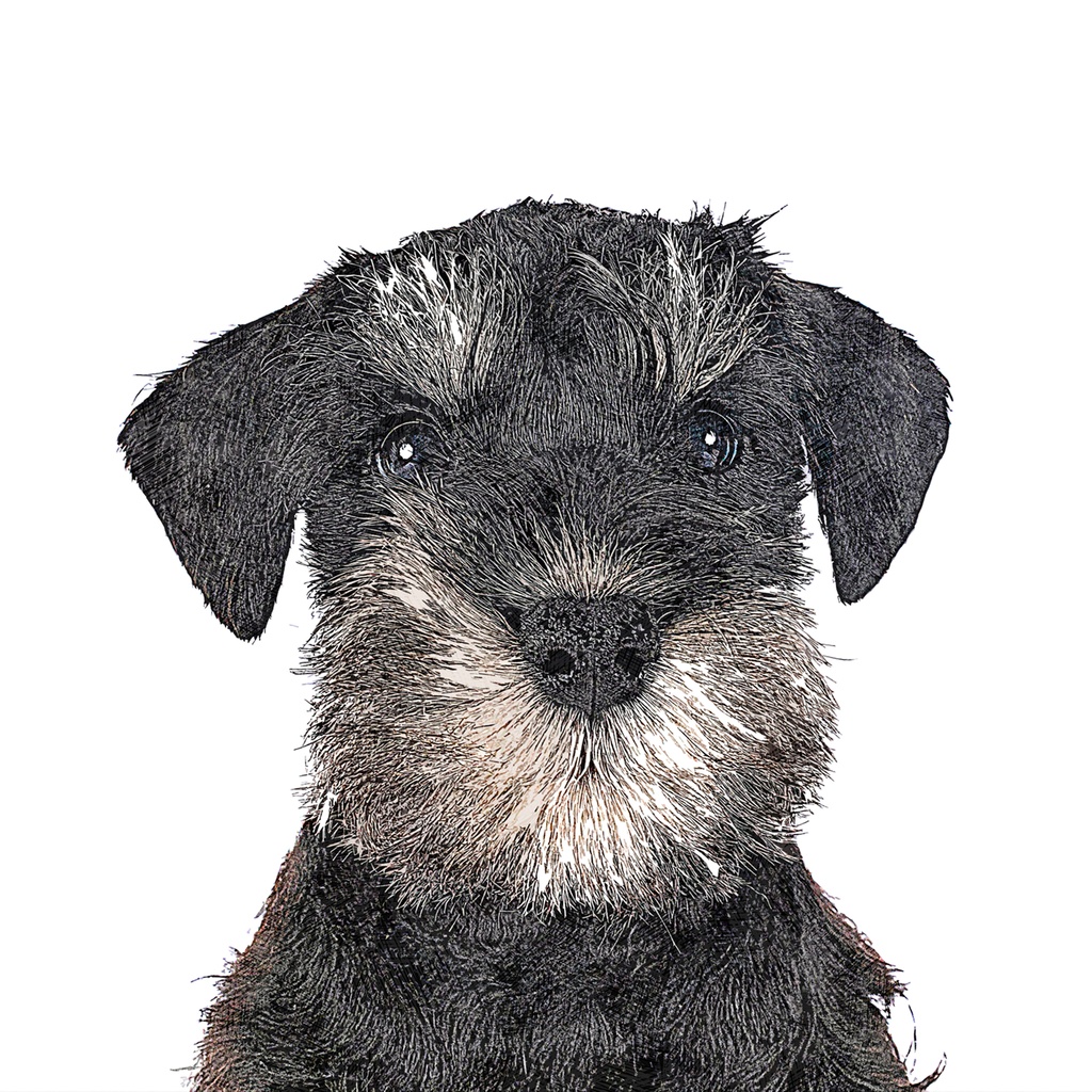 可愛すぎるミニチュアシュナウザーの子犬