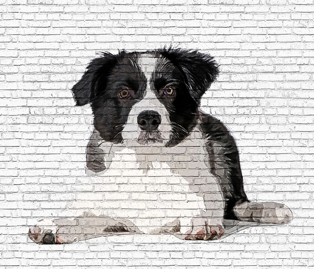 可愛すぎるボーダーコリーの子犬