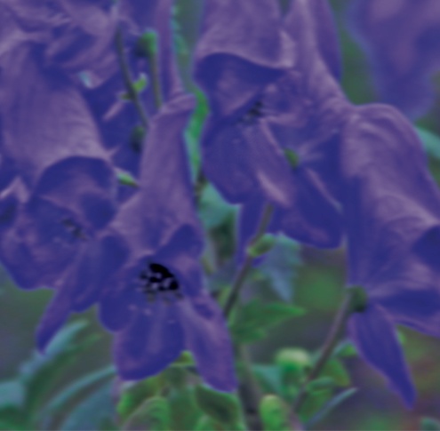 Wolfsbane　Sefer Sodot　PLC-4