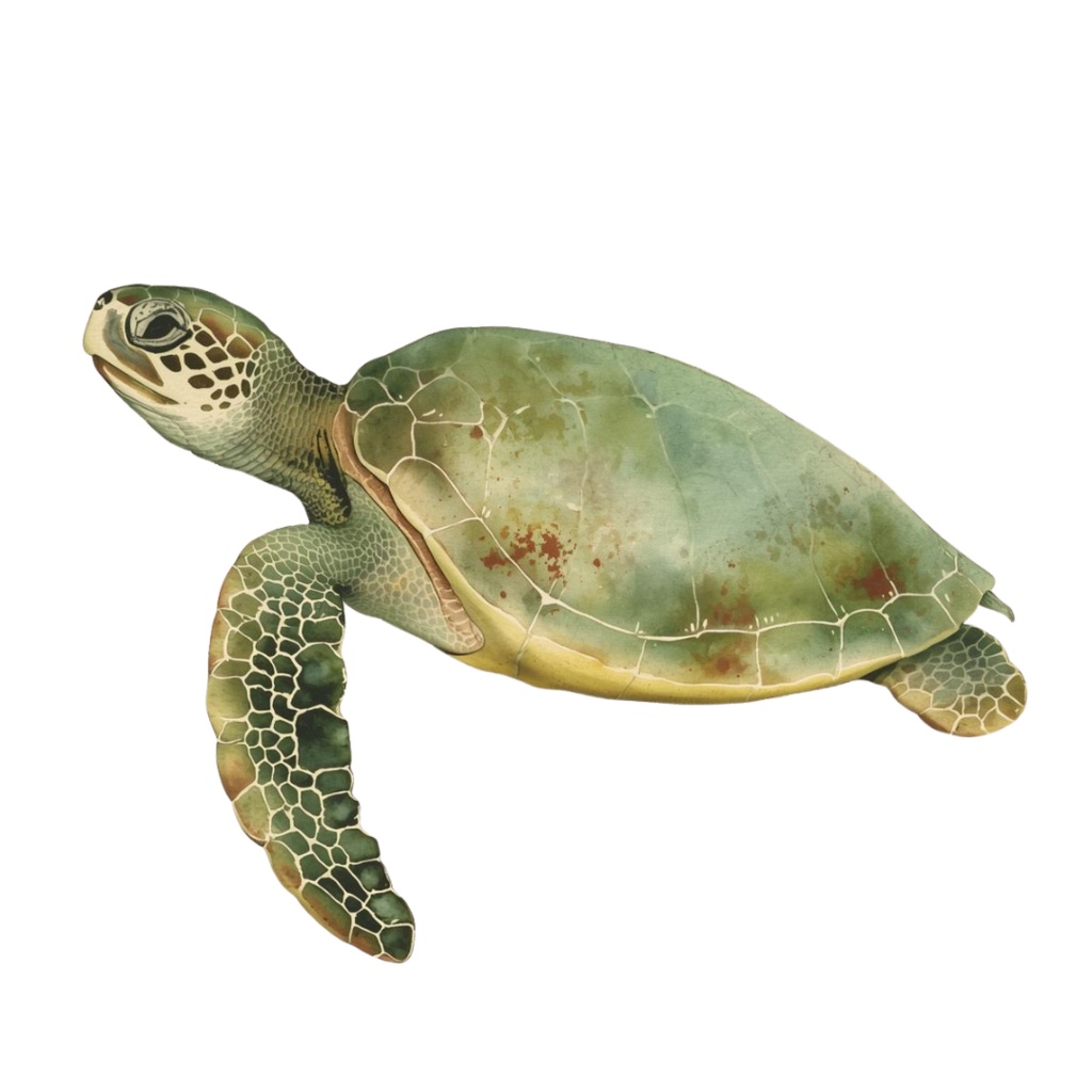 水彩アンティーク 水族館の生き物シリーズ|全12種類 PNGクリップアート