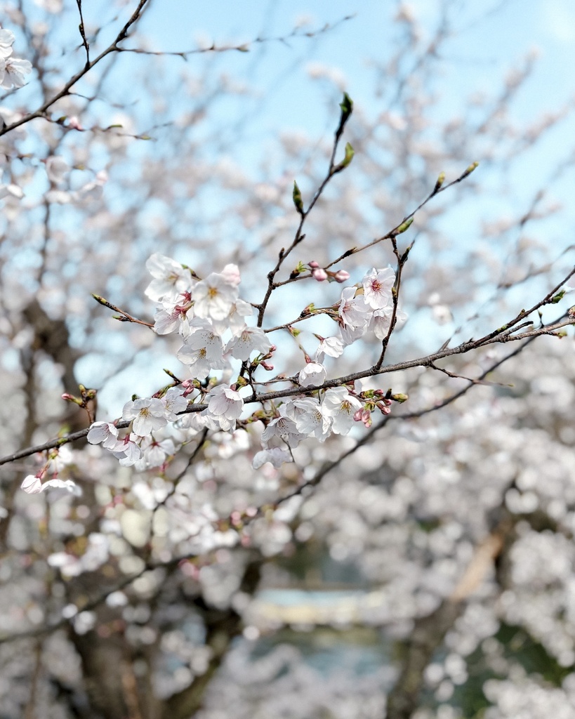 「Luma」Lightroom プリセット