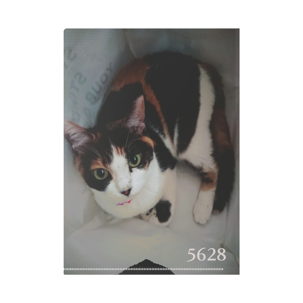 クリアファイル