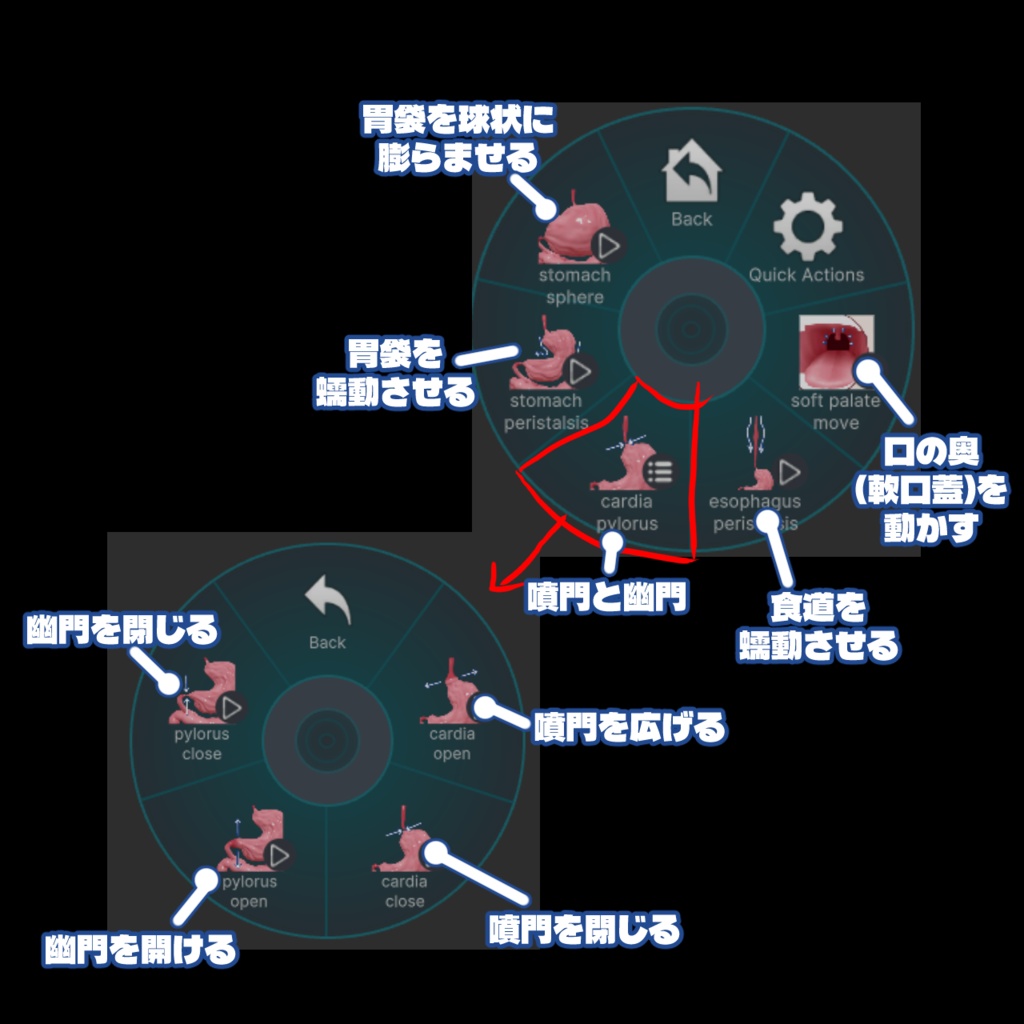 消化管3Dモデル