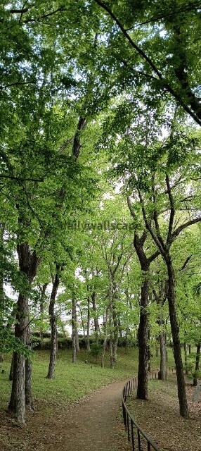 Green Scenery Wallpaper Set Vol.1（緑の風景スマホ壁紙セット）