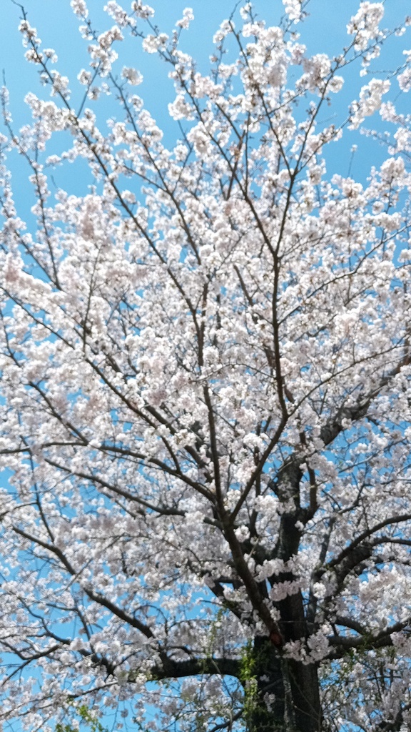 Japan Scenery Wallpaper Set Vol.1(日本風景スマホ壁紙セット)